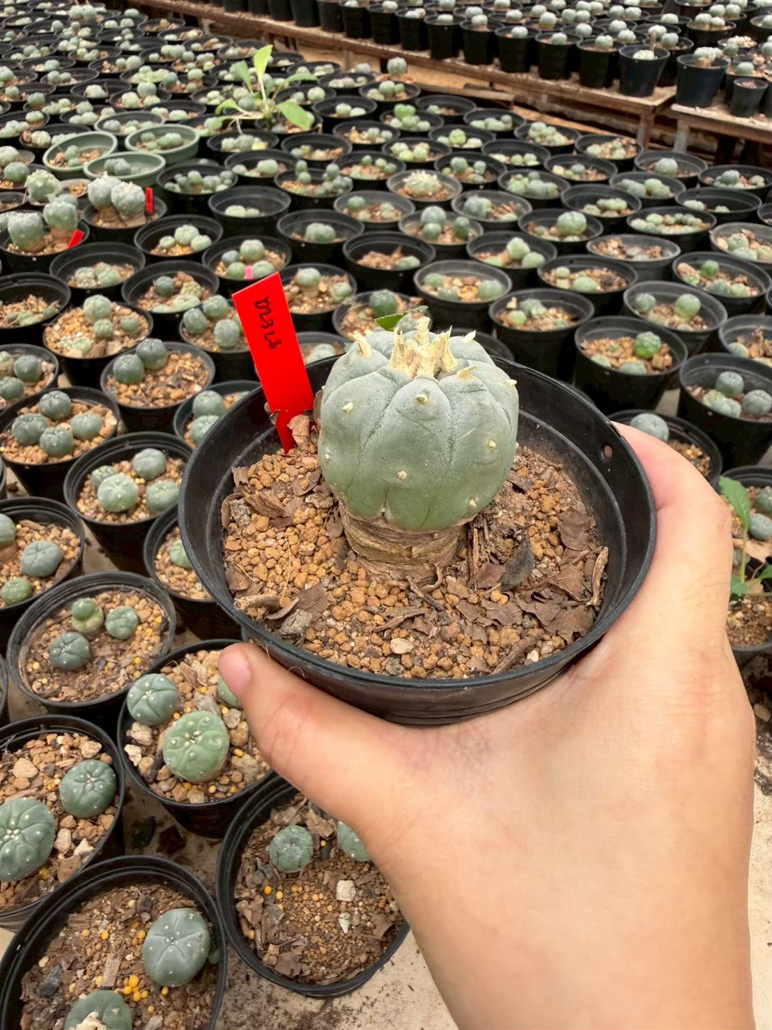 Lophophora williamsii – Peyote Cactus (Seed Grown, 3-3.5 cm, Own Root) 14 years old