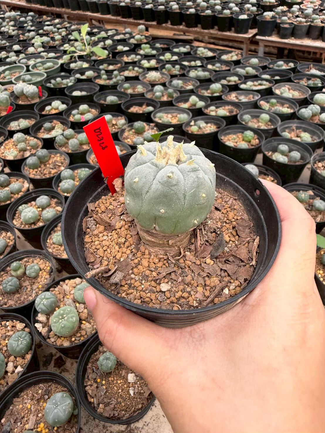 Lophophora williamsii – Peyote Cactus (Seed Grown, 3-3.5 cm, Own Root) 14 years old