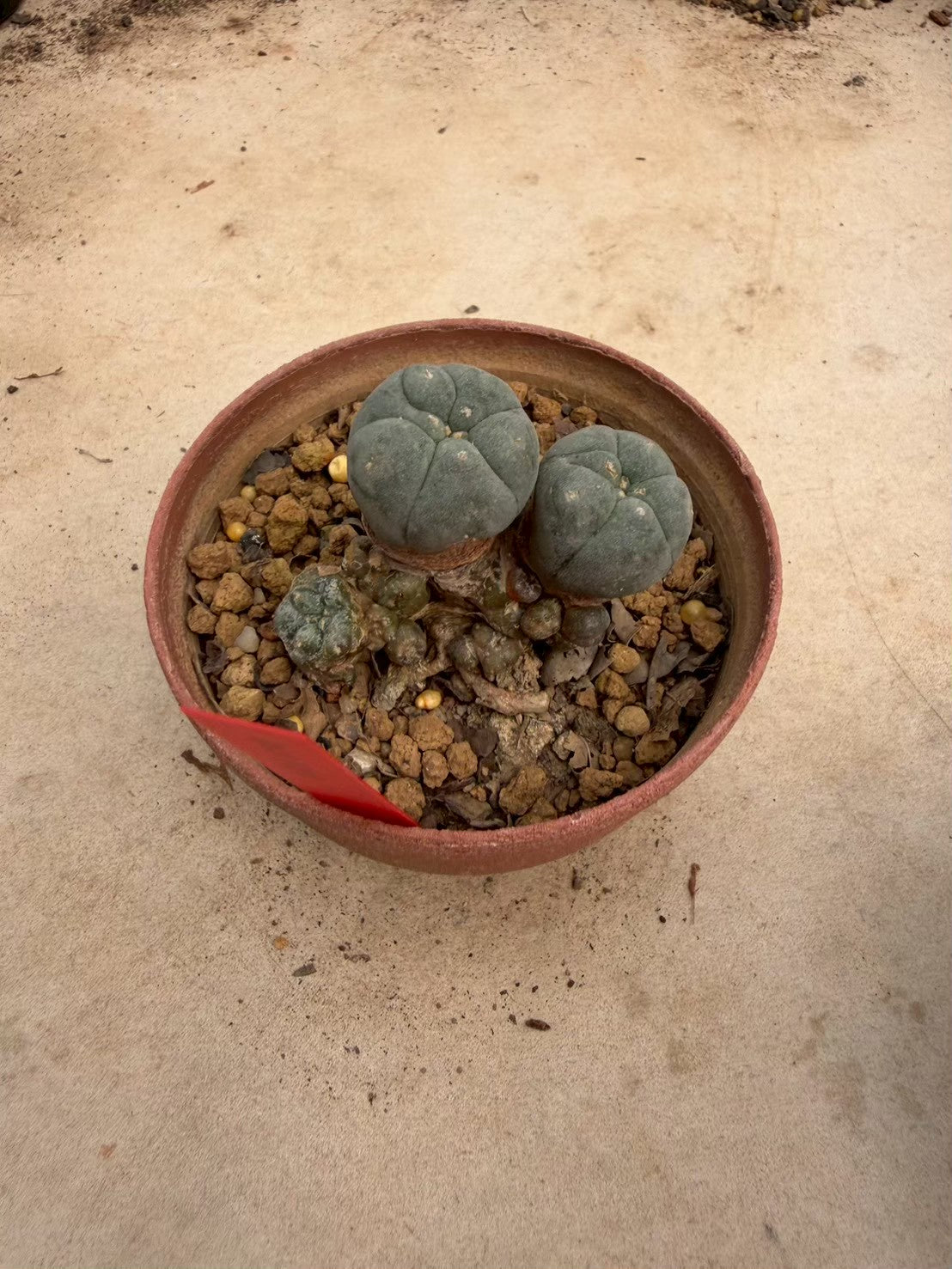 Lophophora williamsii – Peyote Cactus (Seed Grown, 3-3.5 cm, Own Root) 12 years old