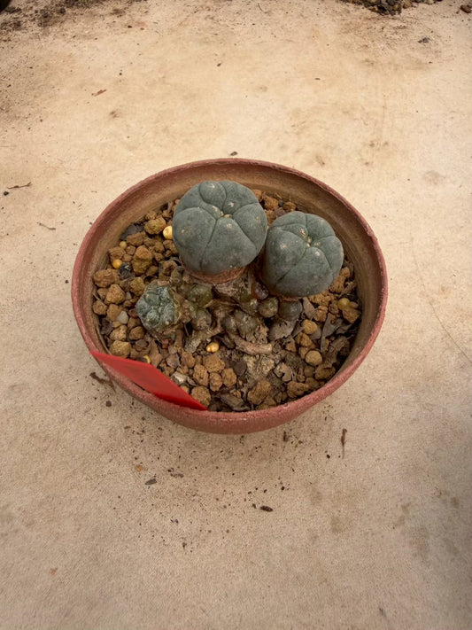 Lophophora williamsii – Peyote Cactus (Seed Grown, 3-3.5 cm, Own Root) 12 years old