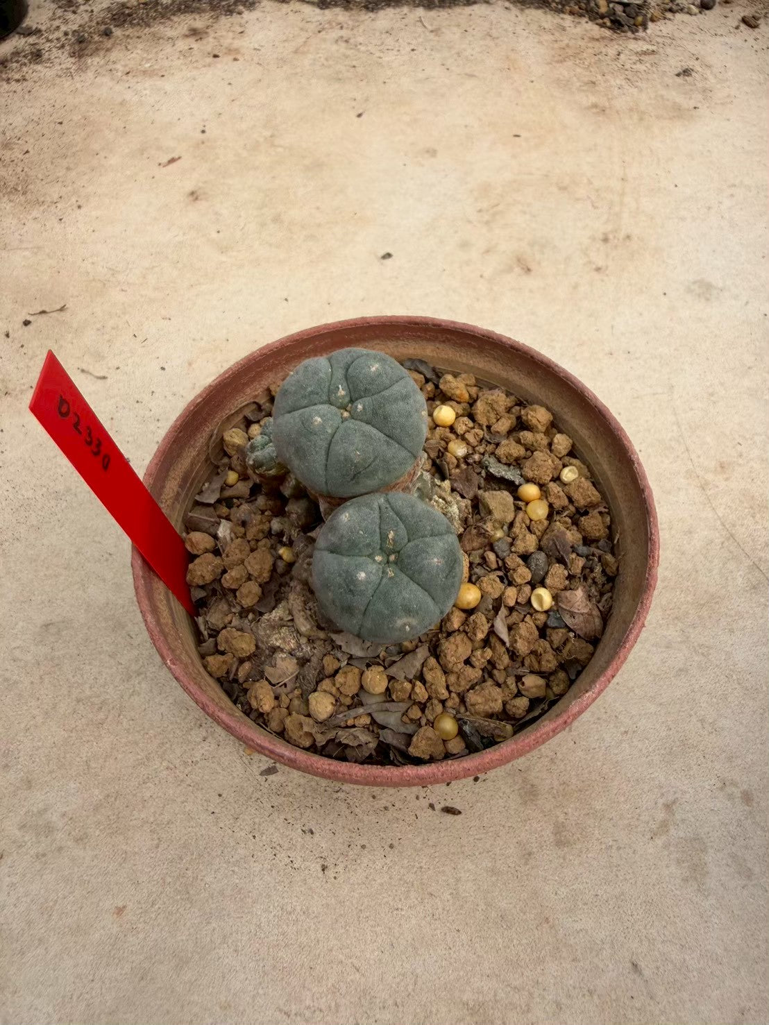 Lophophora williamsii – Peyote Cactus (Seed Grown, 3-3.5 cm, Own Root) 12 years old