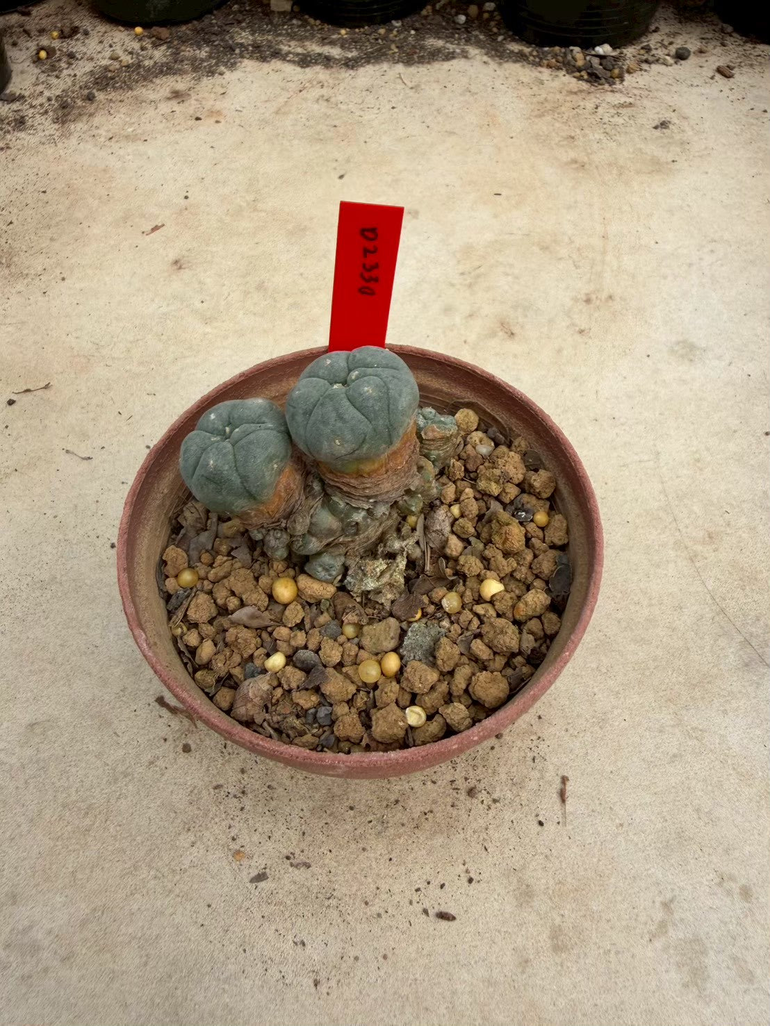 Lophophora williamsii – Peyote Cactus (Seed Grown, 3-3.5 cm, Own Root) 12 years old