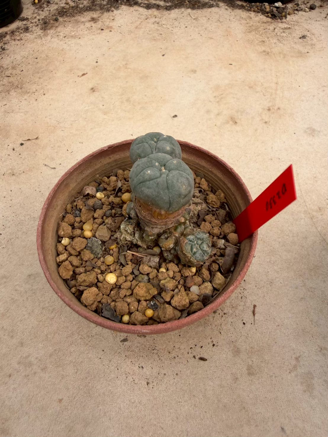 Lophophora williamsii – Peyote Cactus (Seed Grown, 3-3.5 cm, Own Root) 12 years old