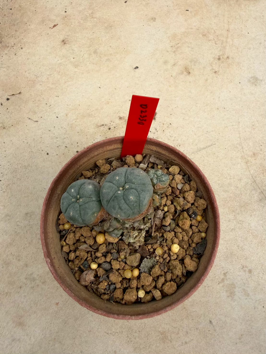 Lophophora williamsii – Peyote Cactus (Seed Grown, 3-3.5 cm, Own Root) 12 years old