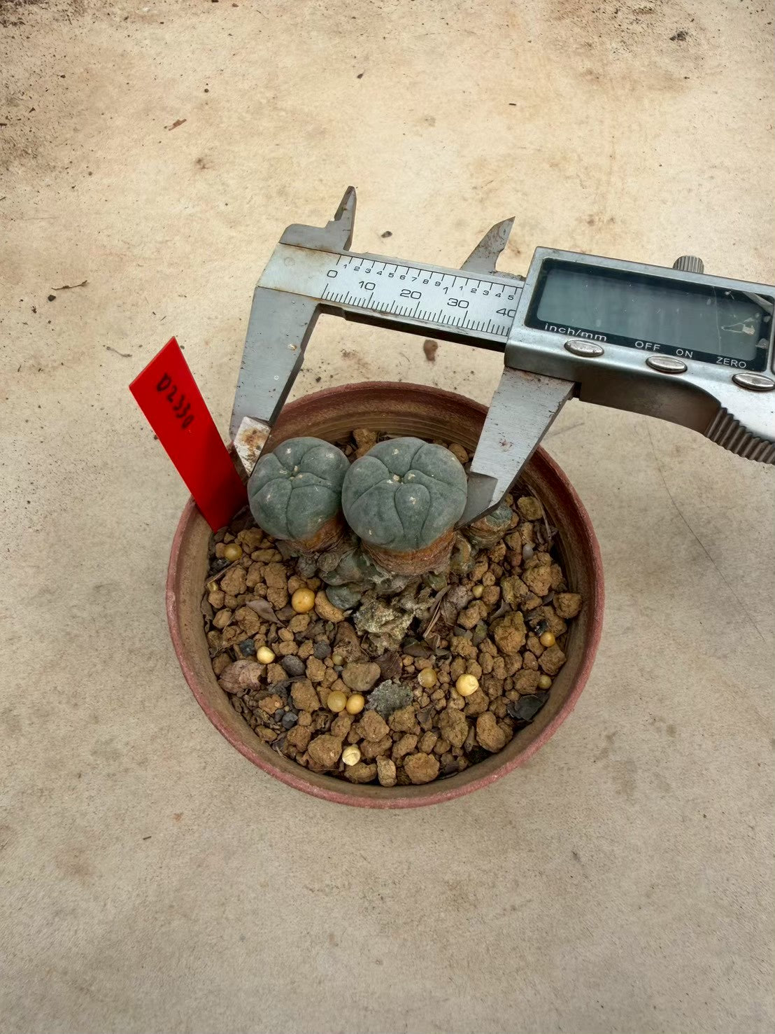Lophophora williamsii – Peyote Cactus (Seed Grown, 3-3.5 cm, Own Root) 12 years old