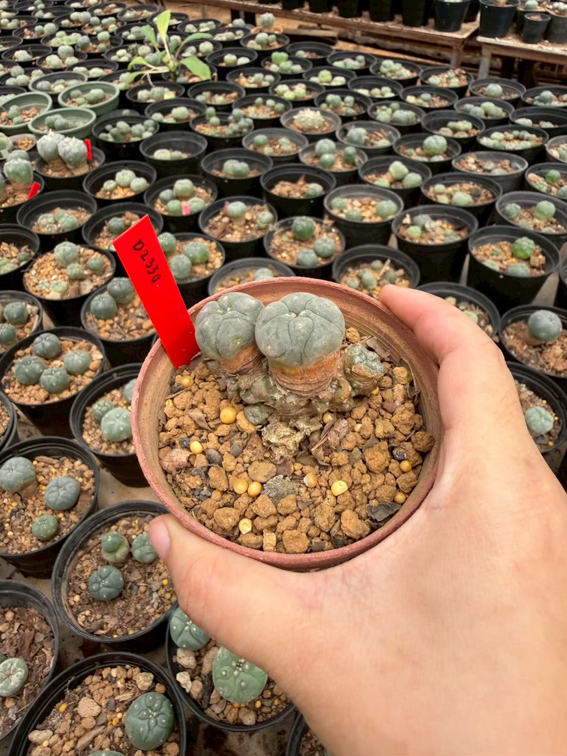 Lophophora williamsii – Peyote Cactus (Seed Grown, 3-3.5 cm, Own Root) 12 years old